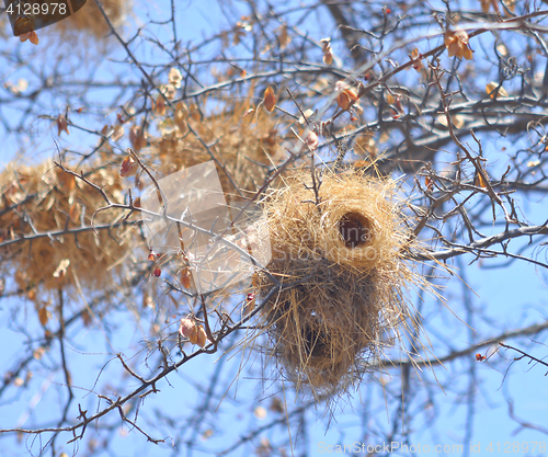 Image of bird nest