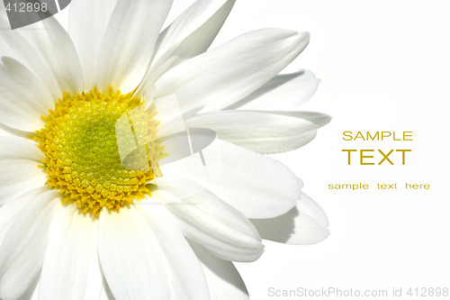 Image of White shasta daisy on white