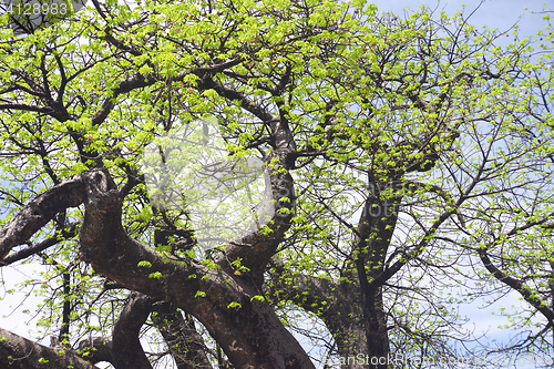 Image of baobab