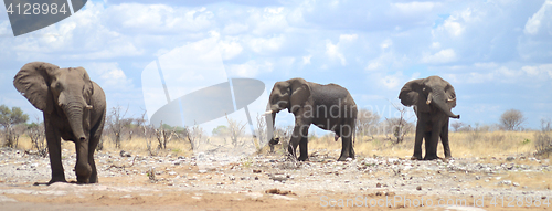 Image of elephants in Africa