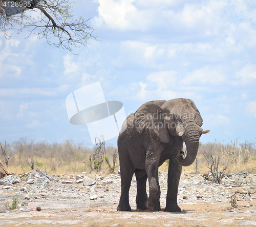 Image of elephant in Africa