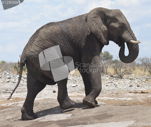 Image of elephant in Africa