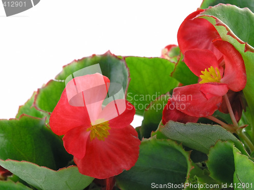 Image of begonia