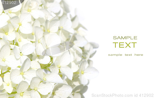 Image of White hydrangea flowers