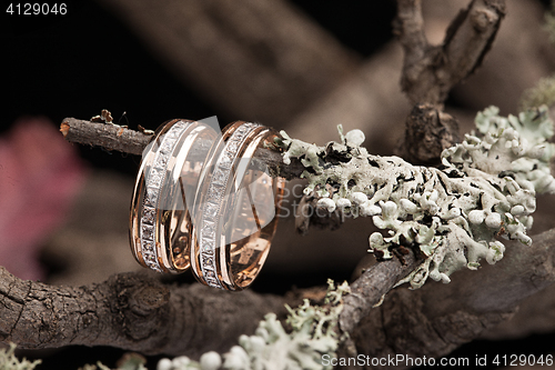 Image of Rings On A Dry Autumn Branch
