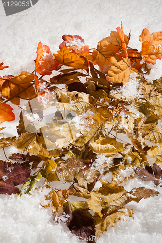 Image of Autumn Leaves And Snow