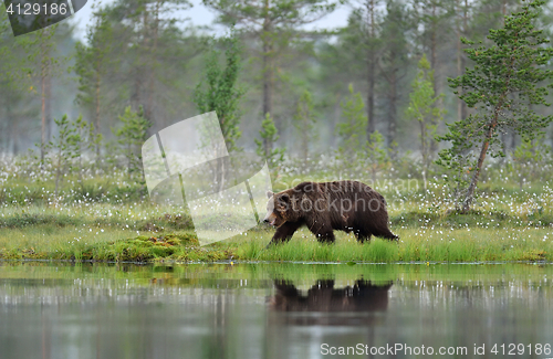 Image of Brown bear walking early in the morning in a bog landscape at summer