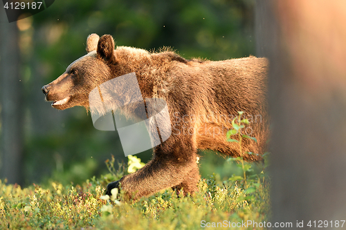 Image of Brown bear walking out from behind a tree in forest at summer evening