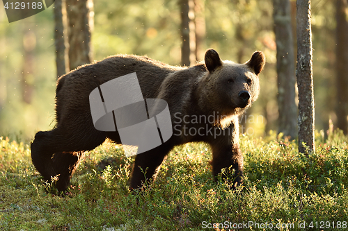 Image of Backlit brown bear. Brown bear walking in backlit at summer. Bear in backlight.