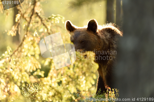 Image of Brown bear in backlit in summer. Bear contour in backlit.