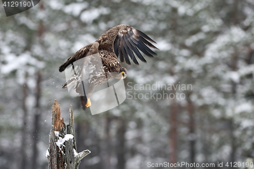 Image of Eagle take-off. White-tailed eagle take-off in winter, snowy trees on background.