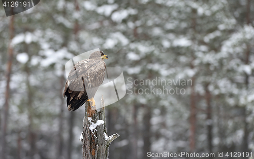 Image of Eagle in a forest landscape in winter.