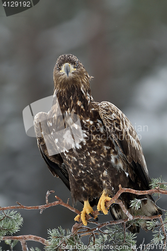 Image of Eagle sitting on a tree in winter. Bird of prey: White-tailed eagle.