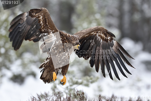 Image of Eagle in flight. Bird of prey. Eagle landing. White-tailed eagle.