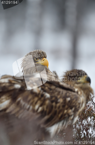 Image of White-tailed eagle peeking out from behind of other eagle