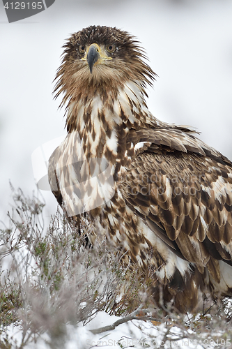 Image of Eagle portrait in winter. Bird of prey in winter.