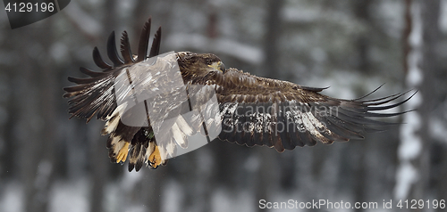 Image of Bird of prey. White-tailed eagle (Haliaeetus albicilla) in flight.