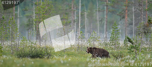 Image of brown bear in a taiga landscape, misty morning, summer.