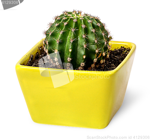 Image of Cactus in the yellow flowerpot top view