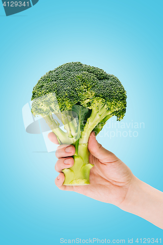 Image of Hand holding huge broccoli