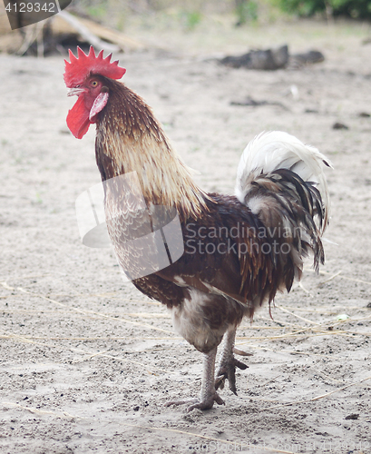 Image of rooster