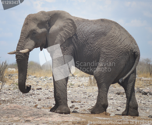 Image of elephant in Africa