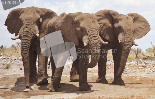 Image of elephants in Africa