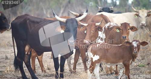 Image of cows in Africa
