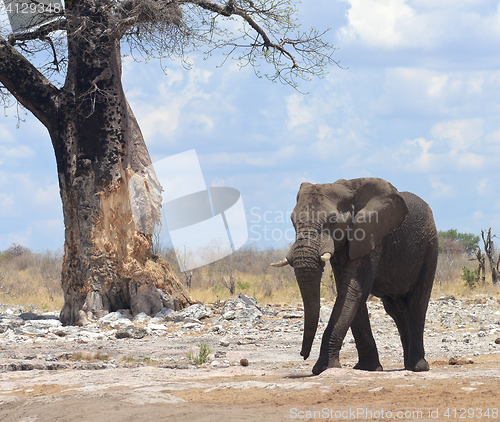 Image of elephant in Africa