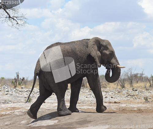 Image of elephant in Africa