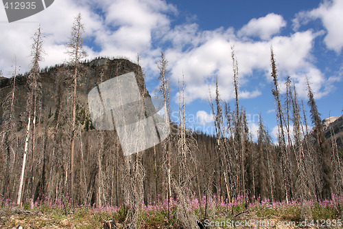 Image of Burnt forest