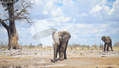 Image of elephants in Africa