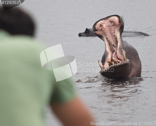 Image of photog and hippo