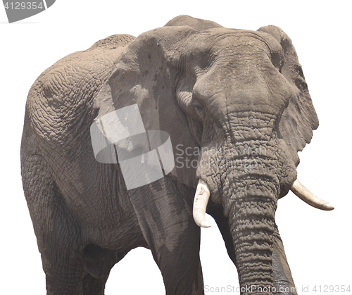 Image of elephant in Africa