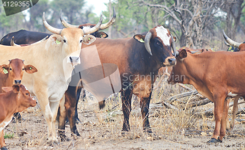 Image of cows in Africa