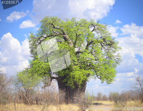 Image of baobab