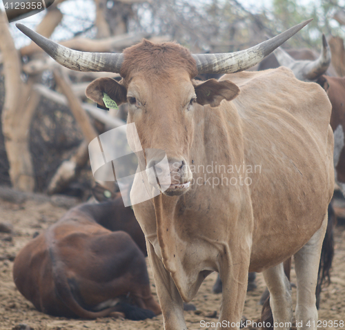 Image of cows in Africa