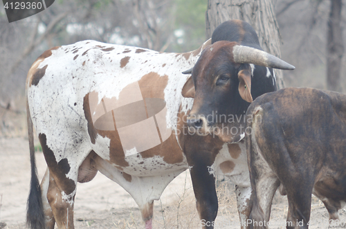 Image of cows in Africa