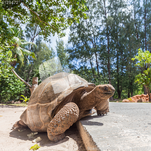 Image of Big old Aldabra giant turtle, Aldabrachelys gigantea, on La Digue island, Seychelles.
