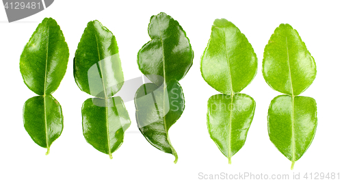 Image of Kaffir Lime Leafs