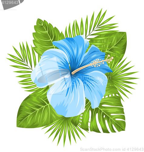 Image of Beautiful Blue Hibiscus Flowers Blossom and Tropical Leaves