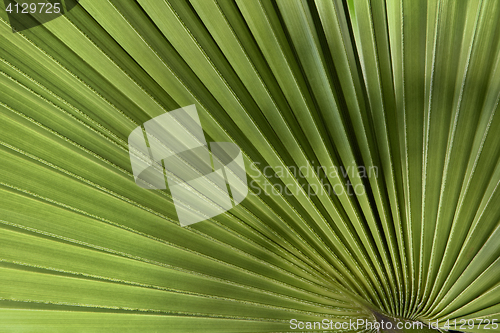 Image of Palm leaf in back light