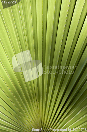 Image of Palm leaf in back light