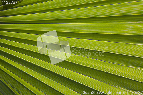 Image of Palm leaf in back light