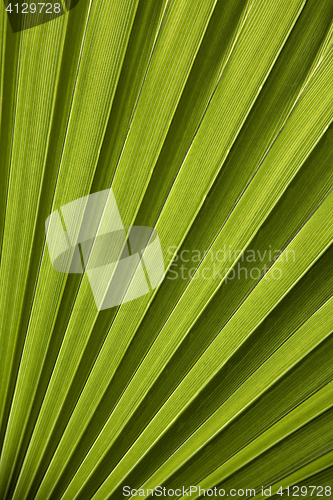 Image of Palm leaf in back light