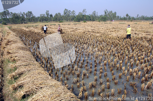 Image of Farmer havesting rice on rice field in Baidyapur, West Bengal, India