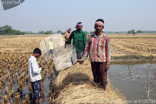 Image of Farmer havesting rice on rice field in Baidyapur, West Bengal, India