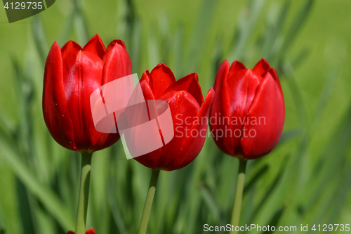 Image of Red tulips in spring