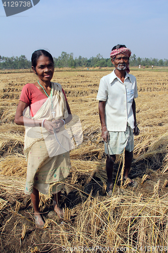 Image of Farmer havesting rice on rice field in Baidyapur, West Bengal, India