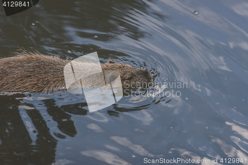 Image of Beaver swimming in a dark lake